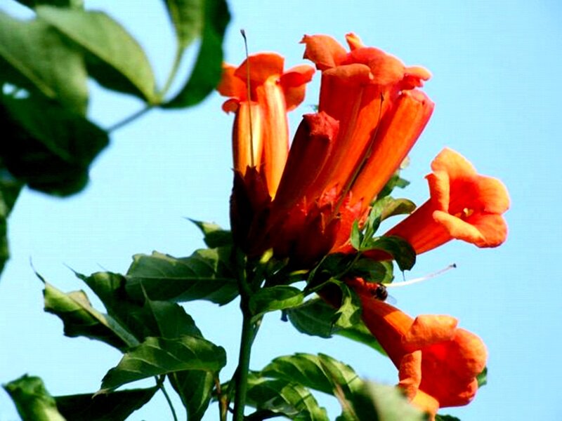 Orange Trumpet Flowers — Serene, Afternoon