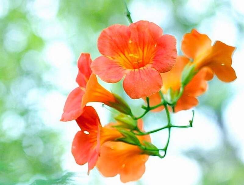 Orange Trumpet Flowers — Serene