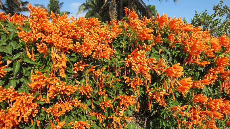 Orange Trumpet Flowers — Vibrant, Afternoon, Photograph