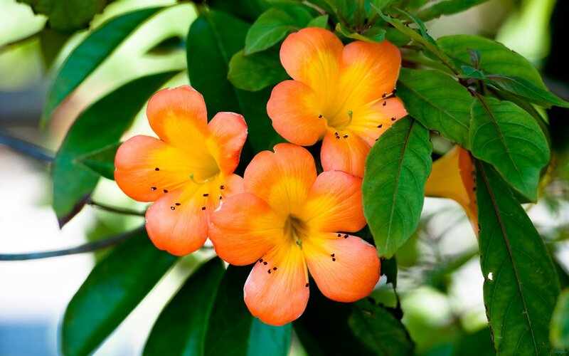 Orange Trumpet Flowers — Vibrant, Afternoon