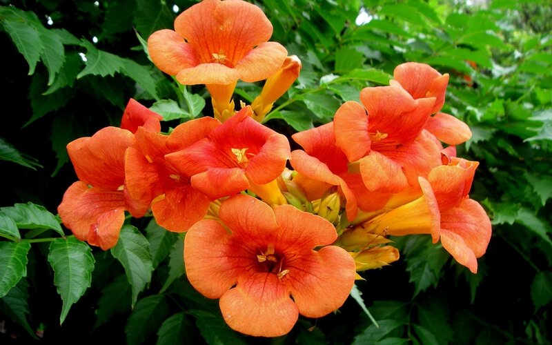 Orange Trumpet Flowers — Vibrant, Summer