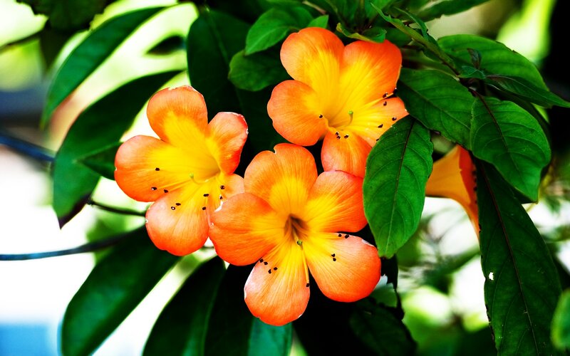 Orange Trumpet Flowers — Vibrant
