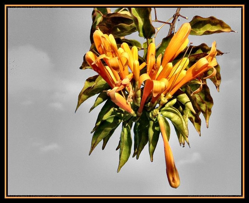 orange trumpet flowers