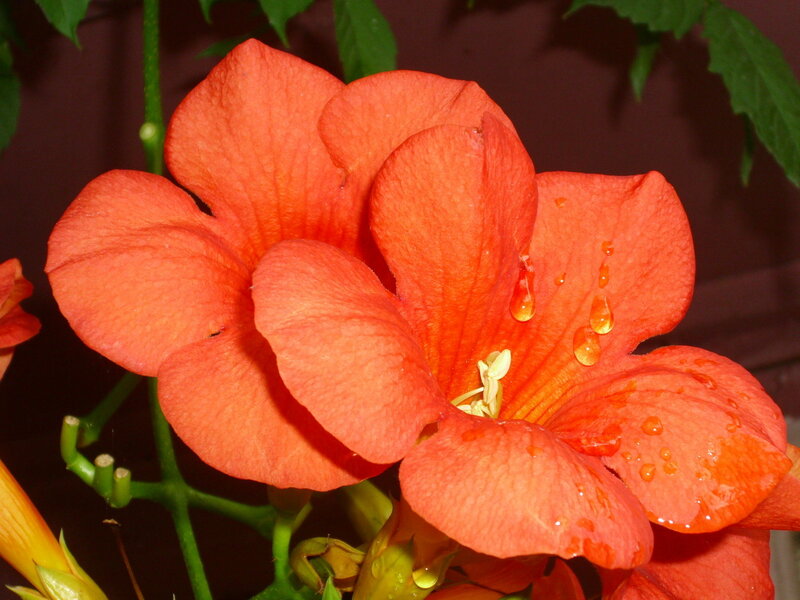 orange trumpet vine flower