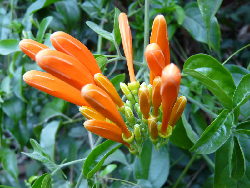 orange trumpet vine flowers