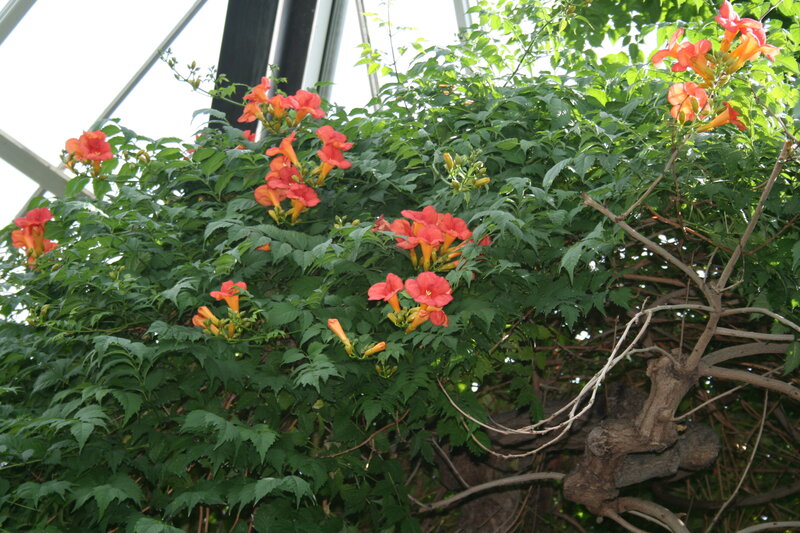 Orange Trumpet Vines