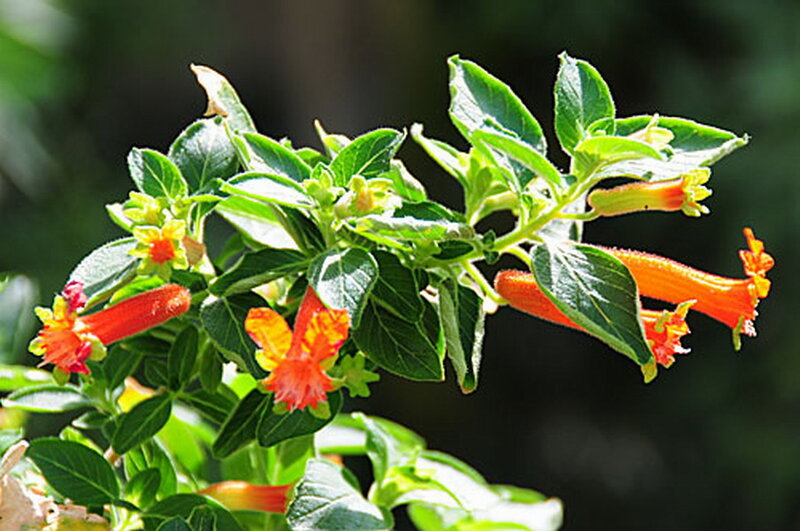Orange Tubular Flowers — Natural