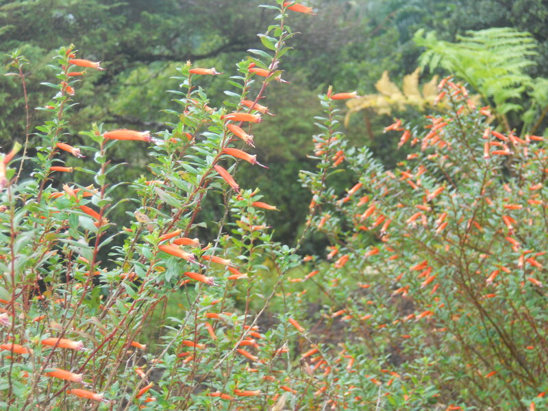 Orange Tubular Flowers