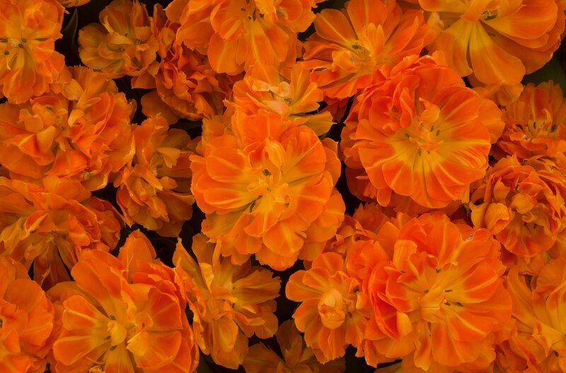 Orange tulip bouquet