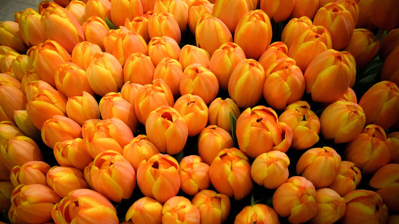 Orange Tulip Bouquet — Vibrant
