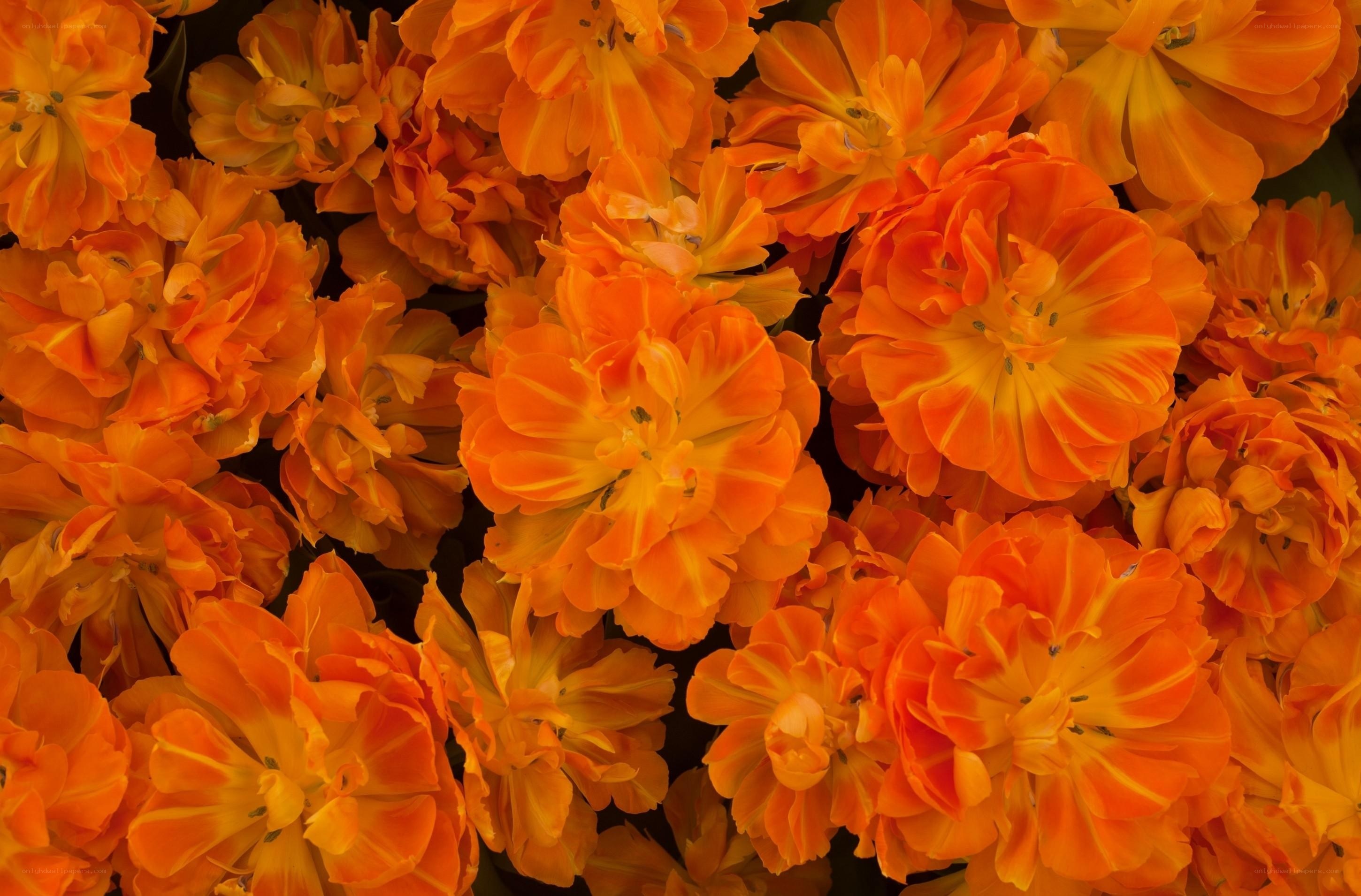 Orange tulip bouquet