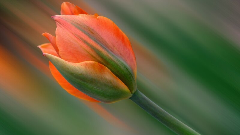 Orange Tulip Bud — Serene