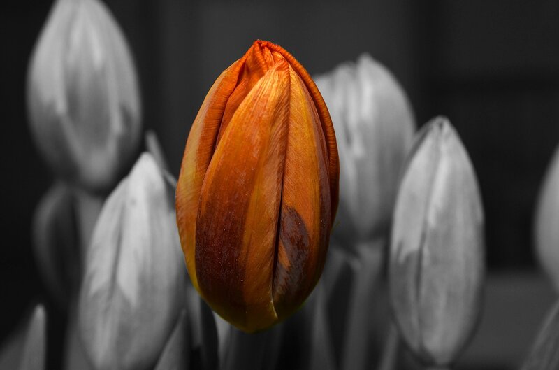 Orange Tulip Bud