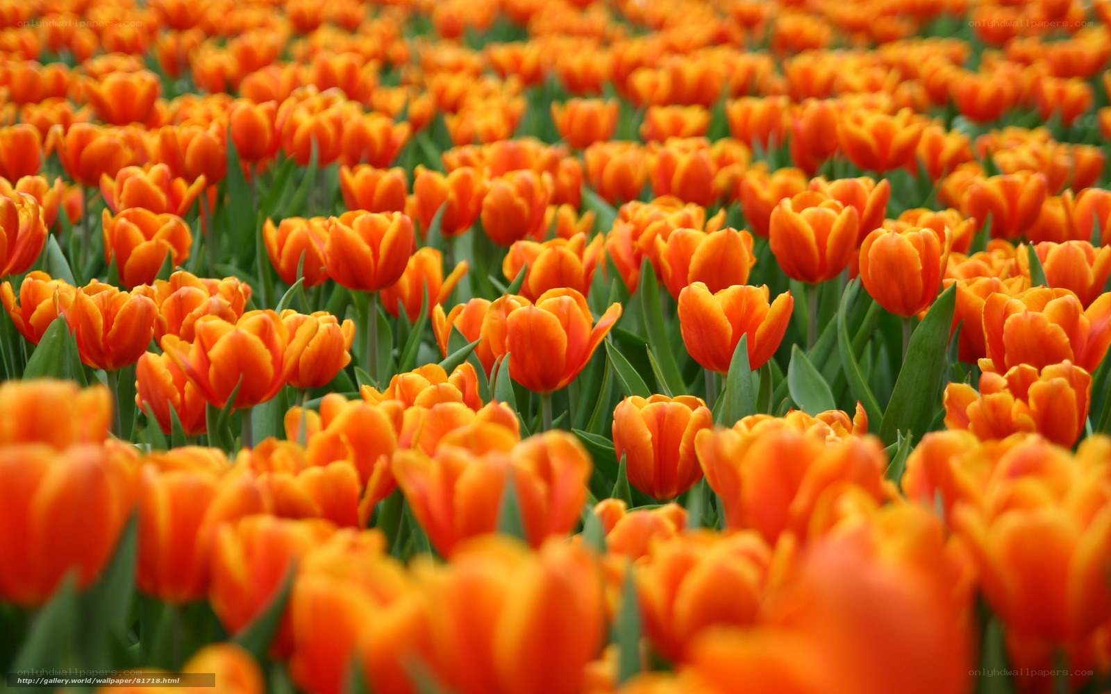 Orange tulip field
