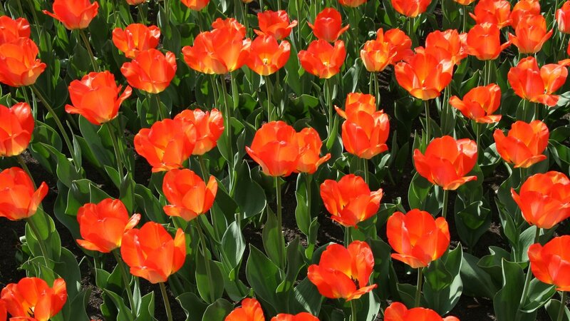 Orange Tulip Field — Red