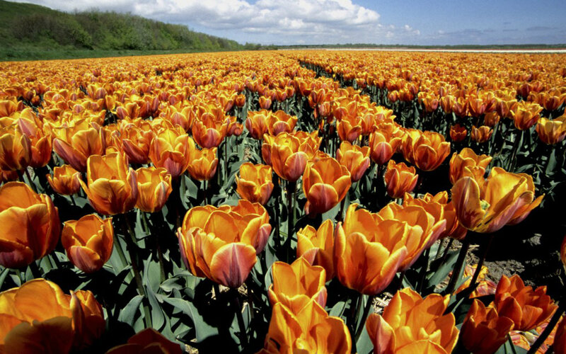 Orange Tulip Field — Serene, Spring, Photograph, Flowers