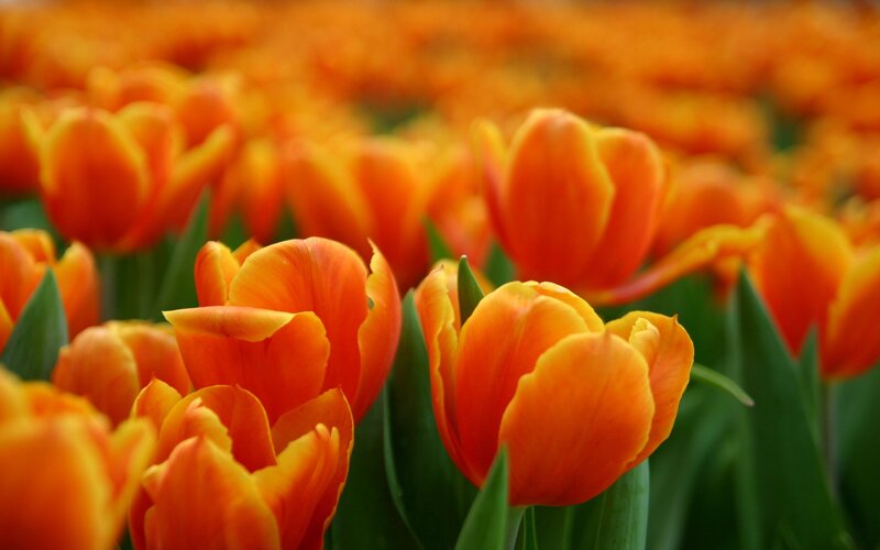 Orange Tulip Field — Serene, Spring, Photograph