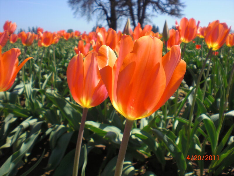 Orange Tulip Field — Serene, Spring