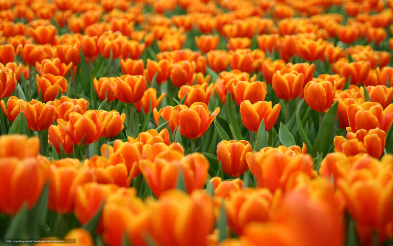 Orange Tulip Field — Serene