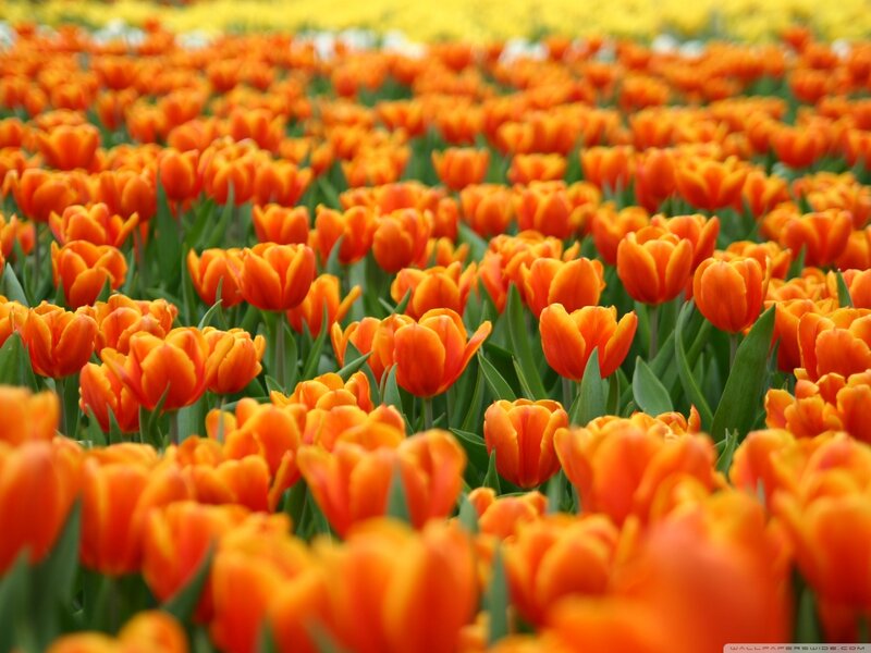 Orange Tulip Field — Vibrant, Spring