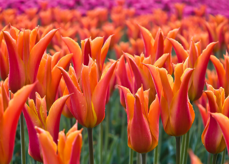 Orange Tulip Field — Vibrant