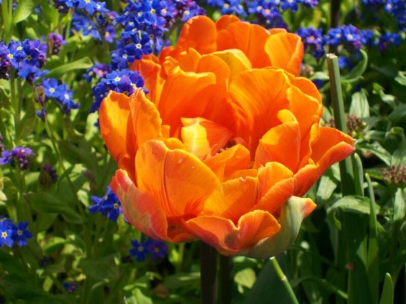 Orange Tulip Flower — Bright