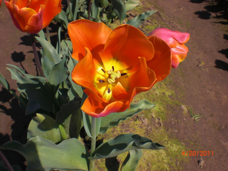 Orange Tulip Flower — Calm, Afternoon