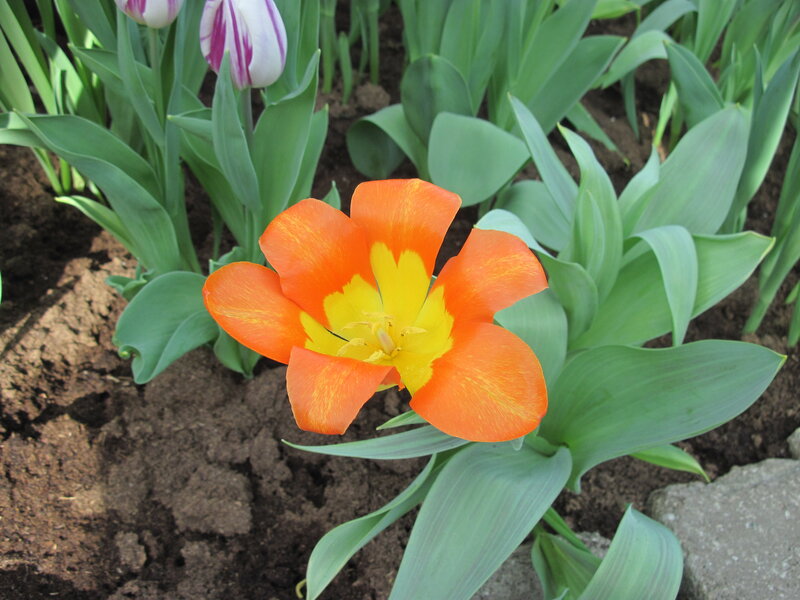 Orange Tulip Flower — Calm, Spring, Photograph
