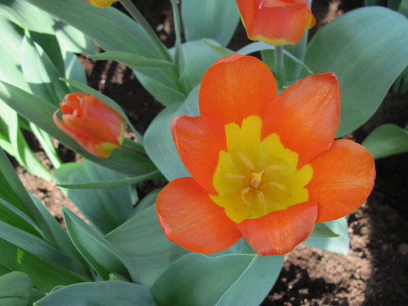 Orange Tulip Flower — Calm, Spring