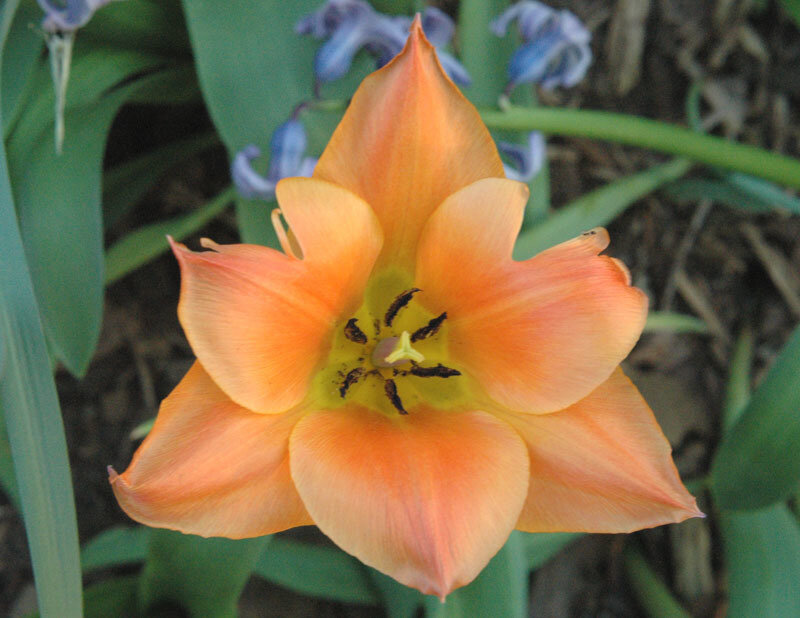 Orange Tulip Flower — Calm