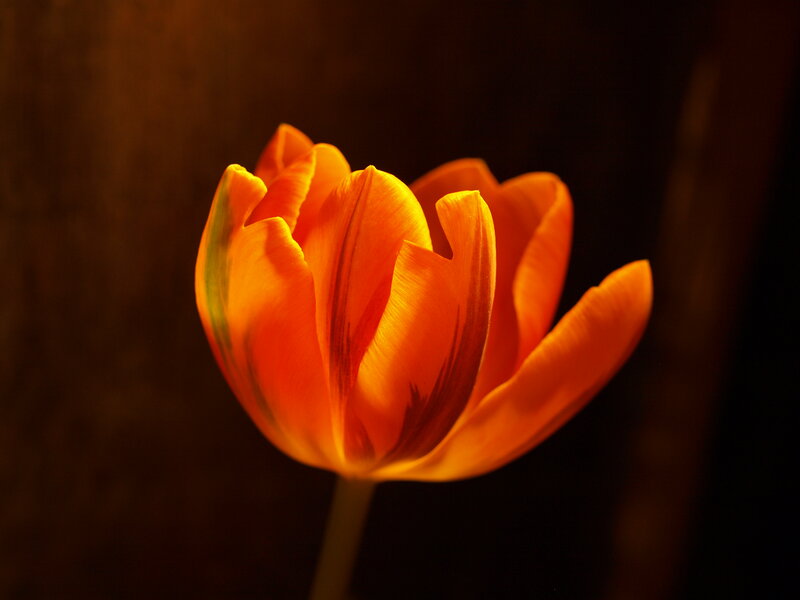 Orange Tulip Flower — Dramatic, Photograph