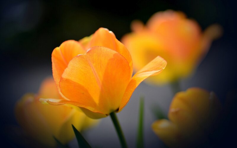 Orange Tulip Flower — Dramatic, Photograph, Tulips