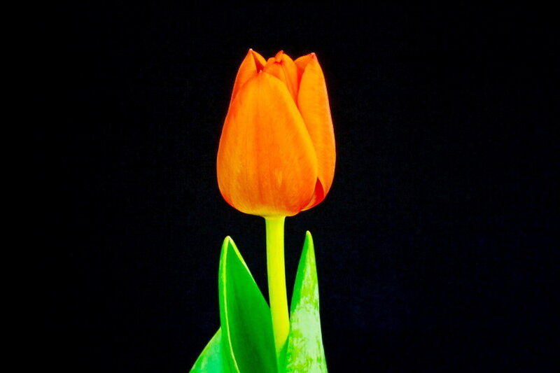 Orange Tulip Flower — Dramatic