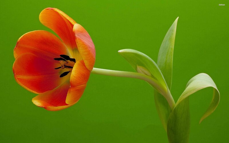 Orange Tulip Flower — Green
