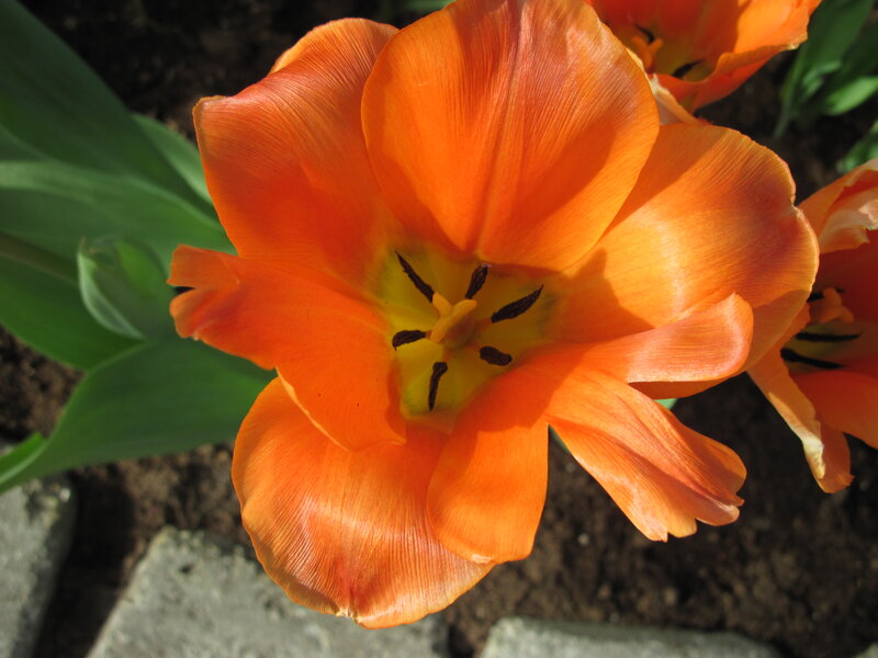 Orange Tulip Flower — Natural, Afternoon