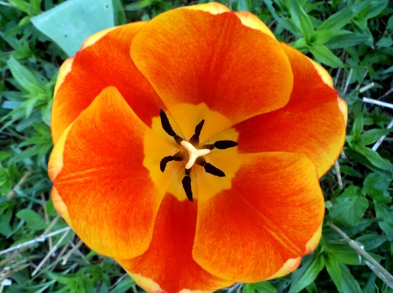 Orange Tulip Flower — Natural, Spring, Photograph