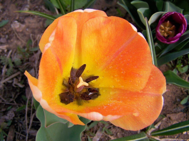 Orange Tulip Flower — Natural, Spring