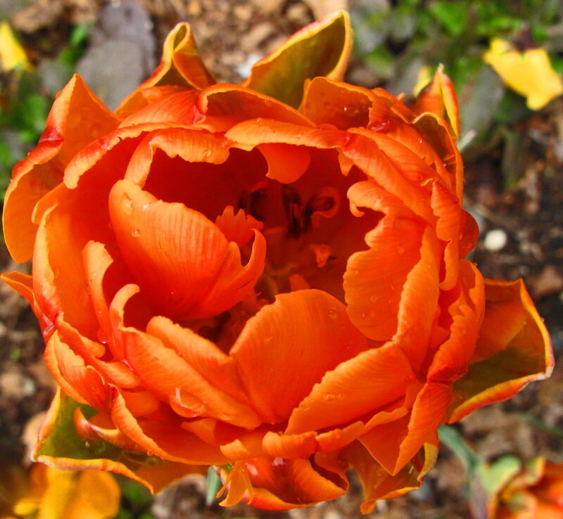 Orange Tulip Flower — Natural
