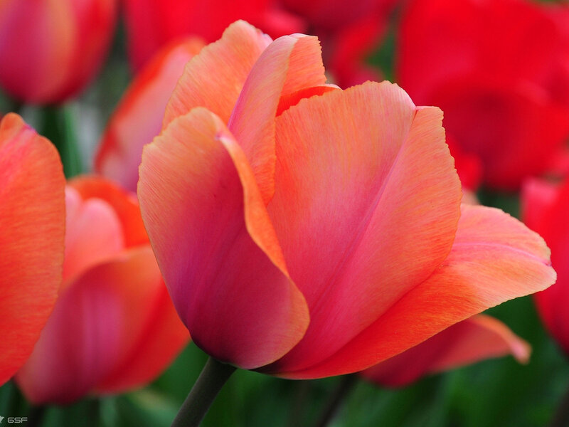 Orange Tulip Flower — Red
