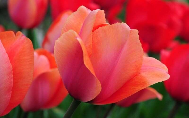 Orange Tulip Flower — Red, Vibrant, Spring
