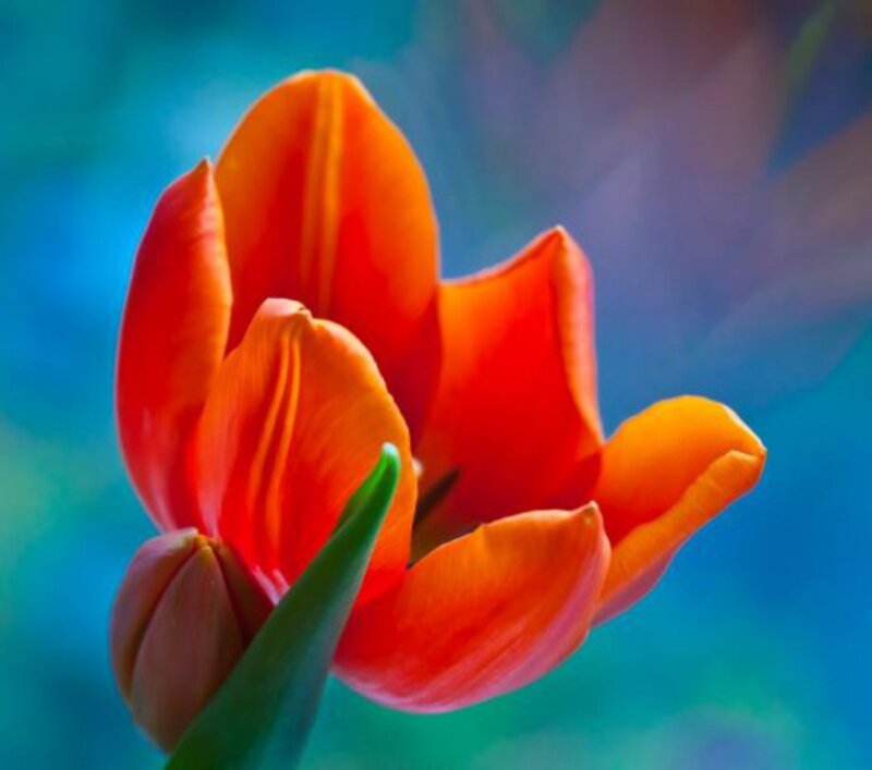 Orange Tulip Flower — Red, Vibrant
