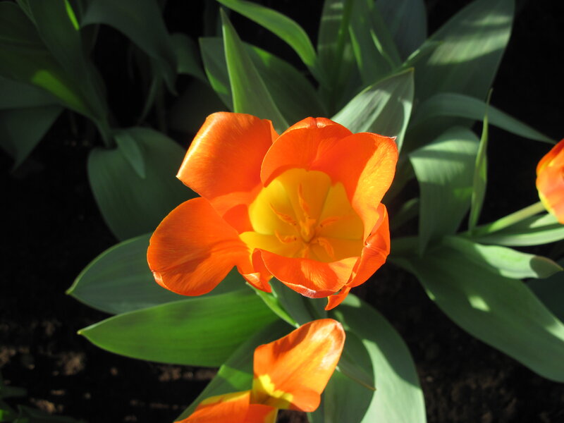 Orange Tulip Flower — Serene, Afternoon