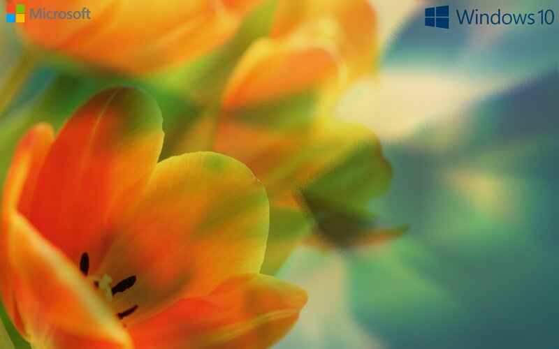 Orange Tulip Flower — Serene, Photograph
