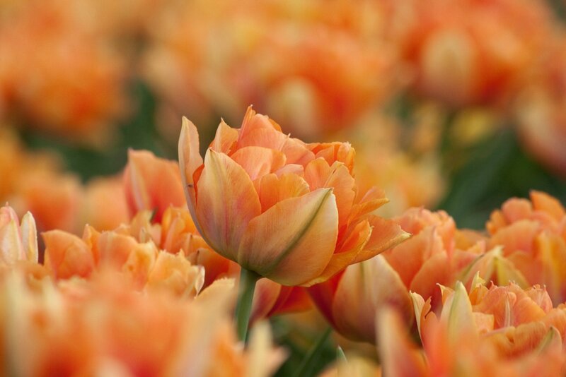 Orange Tulip Flower — Serene, Spring, Photograph