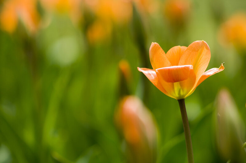 Orange Tulip Flower — Serene, Spring