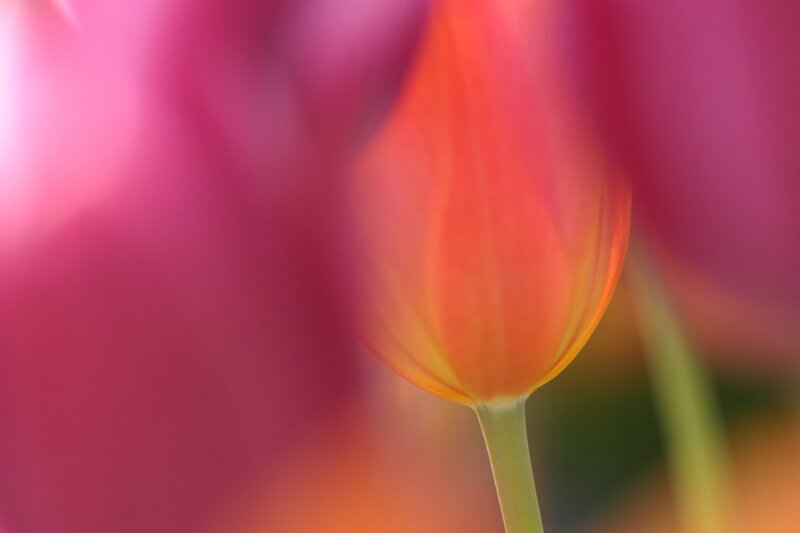 Orange Tulip Flower — Serene