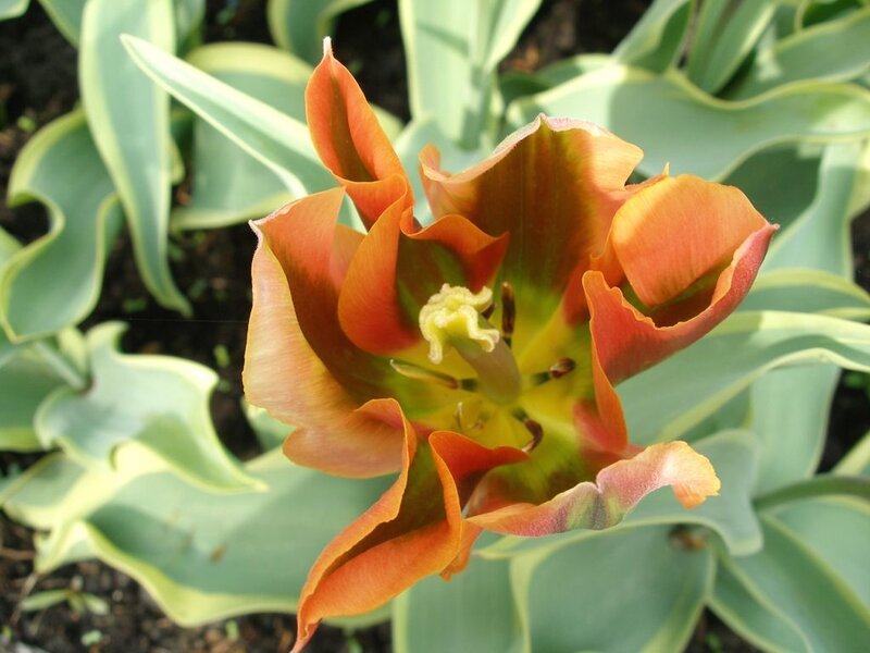 Orange Tulip Flower