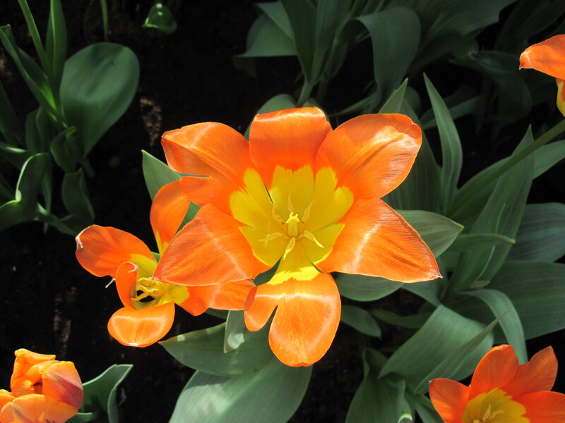 Orange Tulip Flower — Vibrant, Afternoon