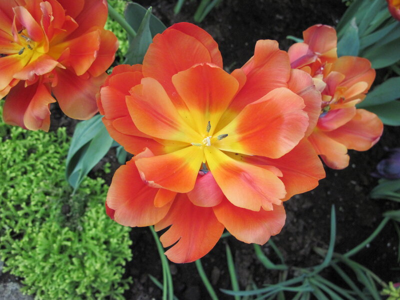 Orange Tulip Flower — Vibrant, Spring
