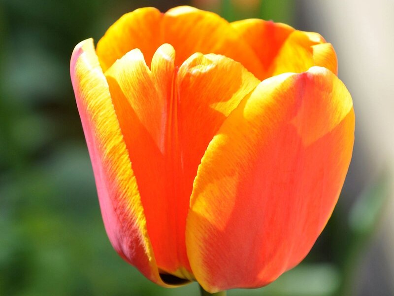 Orange Tulip Flower — Vibrant
